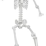 5.9ft/180cm Posable Halloween Skeleton, Life Size Skeleton Bones with Movable Joints for Halloween Graveyard Haunted House Spooky Scene Decor, 1pc